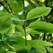 Eugenia mespiloides  Bois de nèfles à grandes feuilles myrtaceae. endémique Réunion (1).jpeg